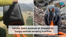 Carrots, Sweet potatoes air dropped for hungry animals escaping bushfires