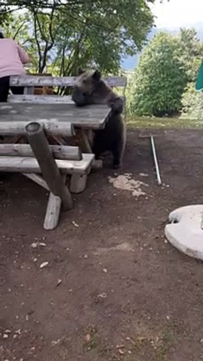 Bear Boogies on Park Bench