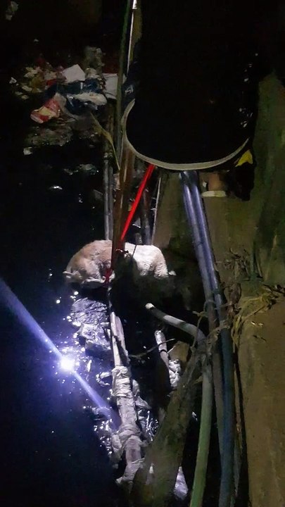 Stray Dog Rescued from Deep Drain
