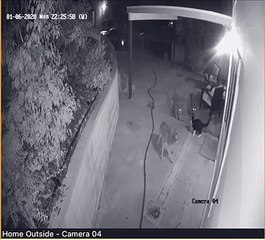 Kitty Scares Off Coyote Pack