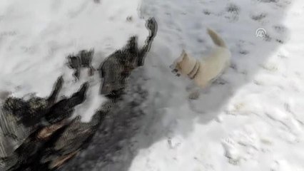 Sibirya kurdu "Fıstık"ın ilk kar sevinci