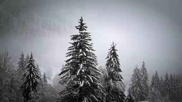 free copyright all video snowfall winter snow . no copyright video snowflakes white nature.