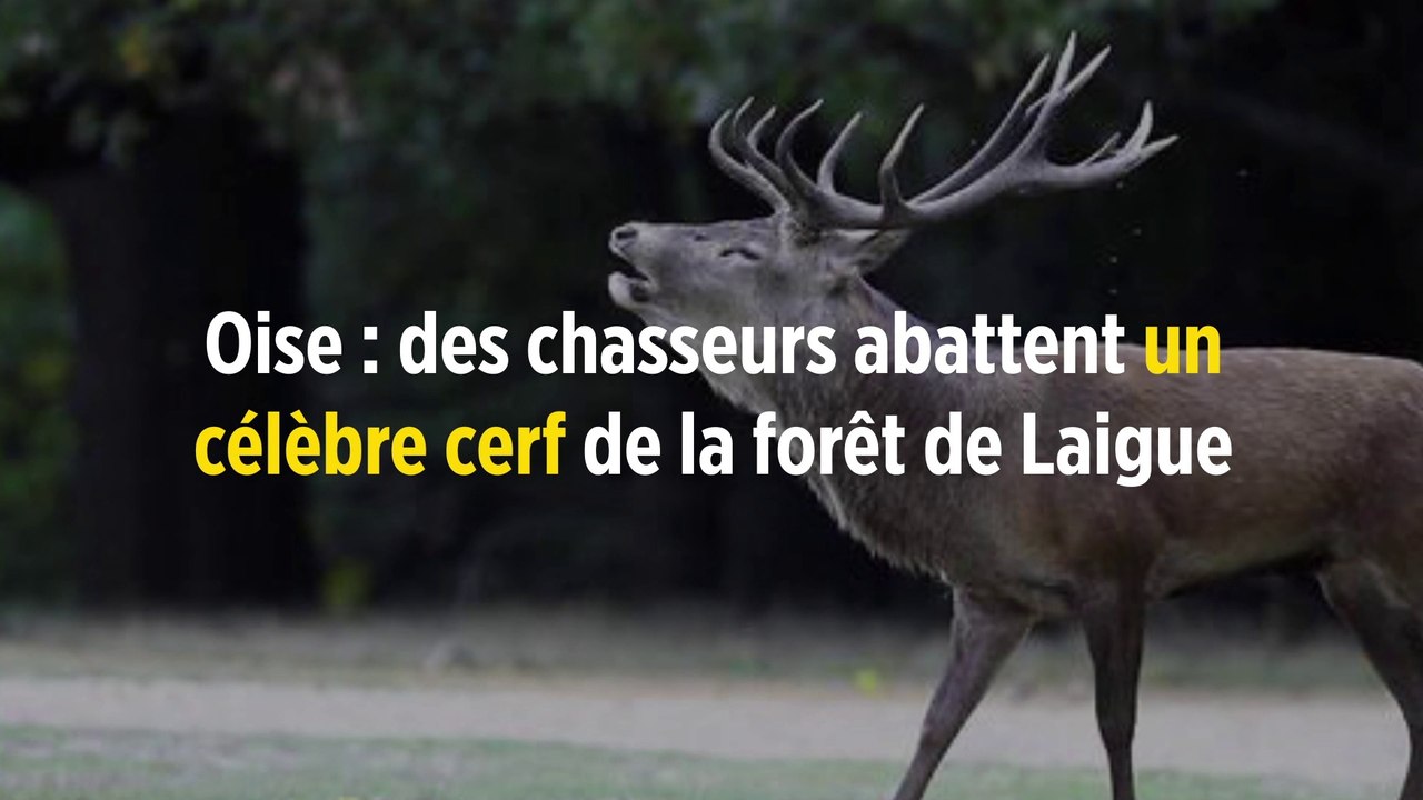 Oise : des chasseurs abattent un célèbre cerf de la forêt de Laigue