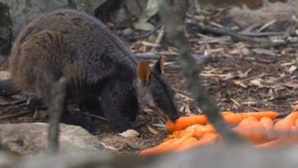 Australia lanza desde helicópteros comida a animales afectados por incendios