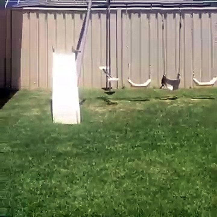 2016 Backflip