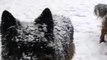 Wolf enjoy snow falling