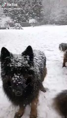 Wolf enjoy snow falling