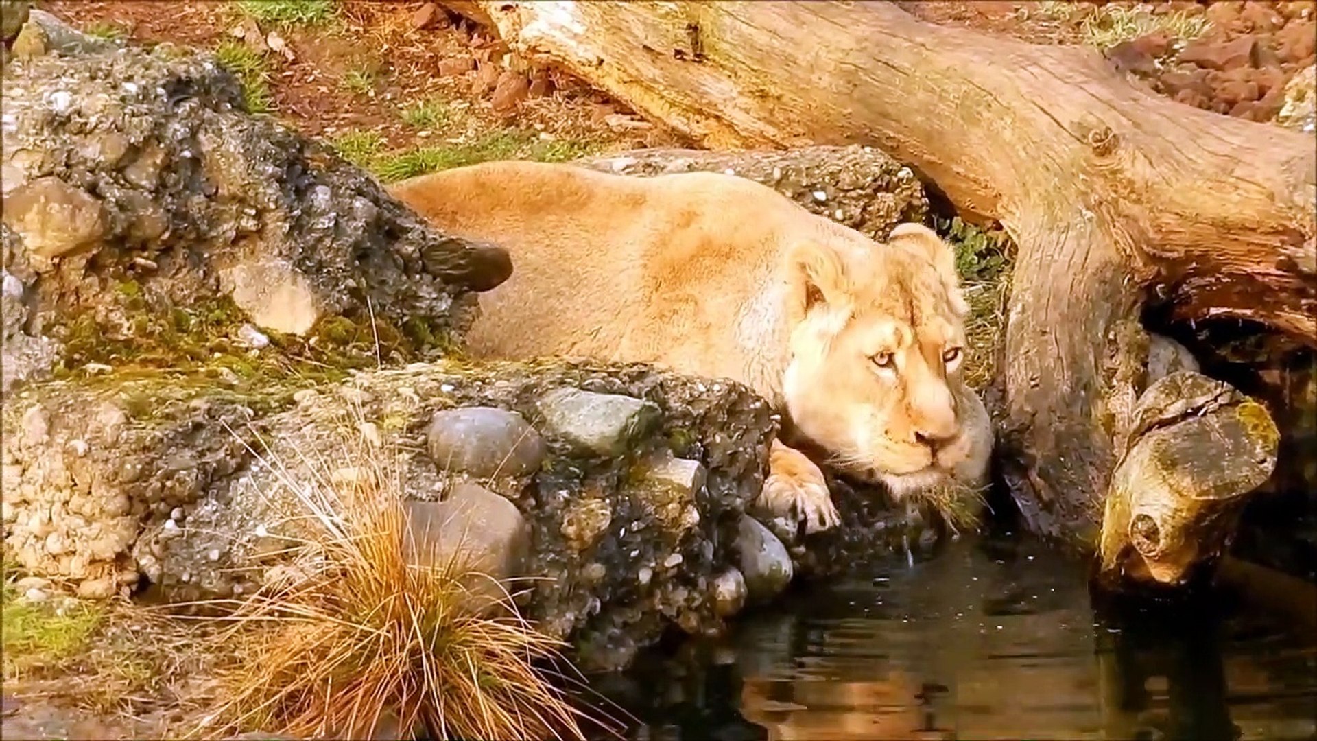 ⁣Wildlife Video - Animals Video - Best animals compilation - Forest Animals for Kids