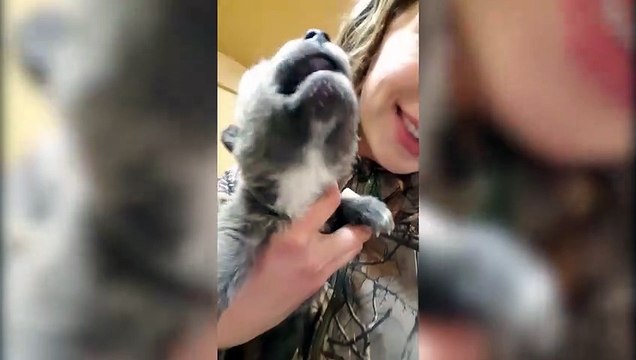 Ecoutez les cris de ce chiot-loup qui hurle pour la première fois
