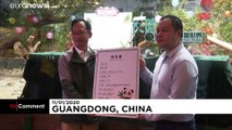 شاهد: حديقة حيوانات في الصين تحتفل بذكرى مئة يوم على ولادة باندا عملاق