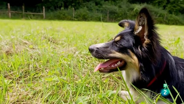 El maravilloso mundo de los cachorros -cap 1 - Adolescentes -LOS PERROS - DOCUMENTALES DE ANIMALES - LOS PERROS - CAHORRITOS - ANIMALES FANTASTICOS - ANIMALES PARA NIÑOS - GRANDES DOCUMENTALES - ANIMALES - DOCUMENTALES DE LA 2 - DOCUMENTALES