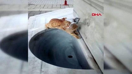 Çeşmeden su içen kedi ilgi odağı oldu