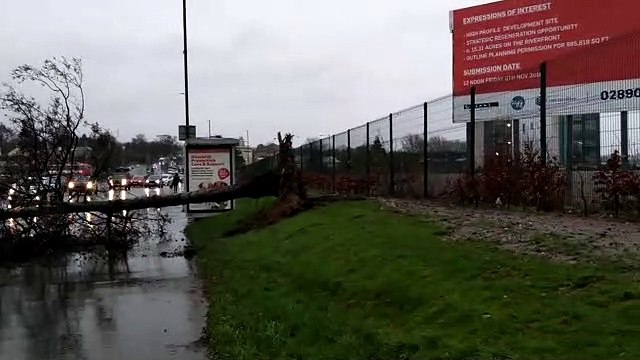 Storm Brendan downs tree on busy Derry road