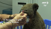 Schnapsidee? Koalas sollen nach Neuseeland