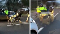 Une course de chevaux en plein milieu de la route