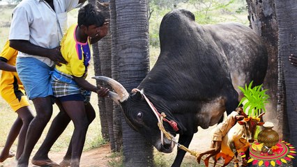 ஜல்லிக்கட்டில் மொத்தம் எத்தனை வகைகள் உள்ளது தெரியுமா?| Unknown history of Jallikattu