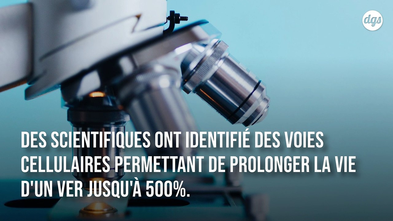 Ces voies cellulaires permettraient de prolonger notre durée de vie de 500%