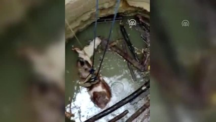 15 metrelik su kuyusuna düşen gebe ineği itfaiye ekipleri kurtardı