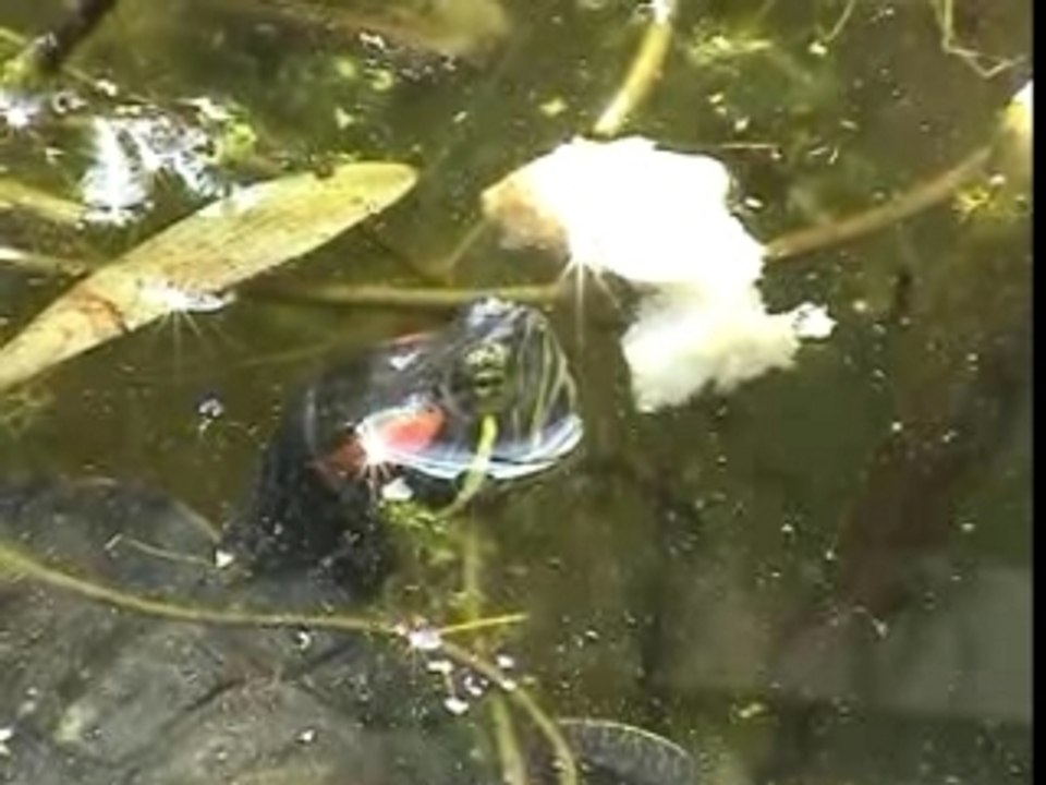 La tortue dans la mare