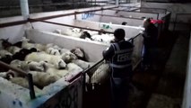 Bursa izmir'de çalınan 80 küçükbaş hayvan sahibine teslim edildi
