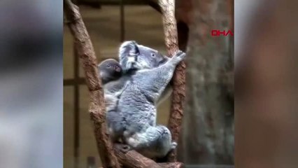 Avustralya'da koala nesli tükenme tehlikesiyle karşılaşabilir