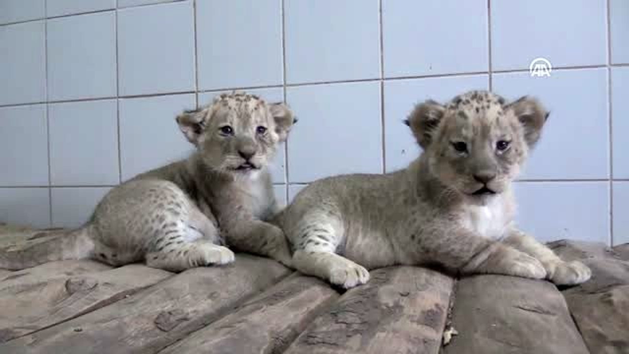 Kayseri Hayvanat Bahçesi'ndeki aslan yavrularına özenle bakılıyor