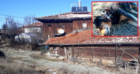 Köpeği öldürüp, yazlık evlerden vurgun yaptılar