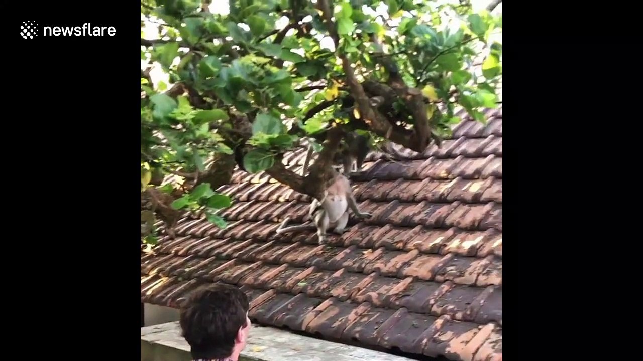 Cheeky wild monkey snatches tourist's glasses at temple in Bali