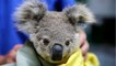 Australia Pledges Millions Of Dollars To Protect Animals From Fires