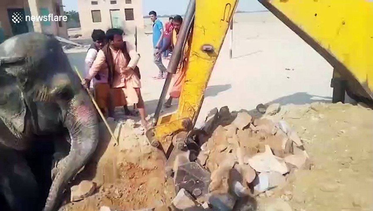 Elephant that fell into water tank when concrete slab gave in under its weight is rescued after marathon operation in northern India