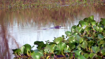 MJFishing Show Esquina, Posada Casablanca