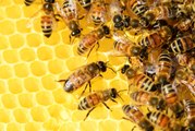 ¿Sabes por qué la Humanidad no puede vivir sin las abejas?