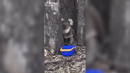 Australia solidaria: animales rescatados de las llamas