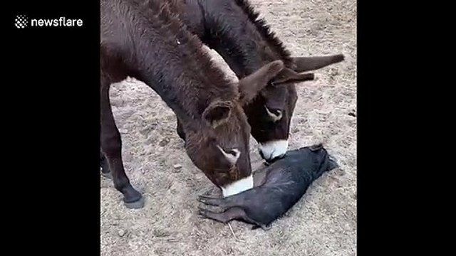 Witness the real-life Eeyore and Piglet! These devoted donkeys are completely obsessed with a little pig and follow him wherever he goes