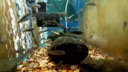 EPCAMR's Rainbow Trout Fry are growing 01/13/20