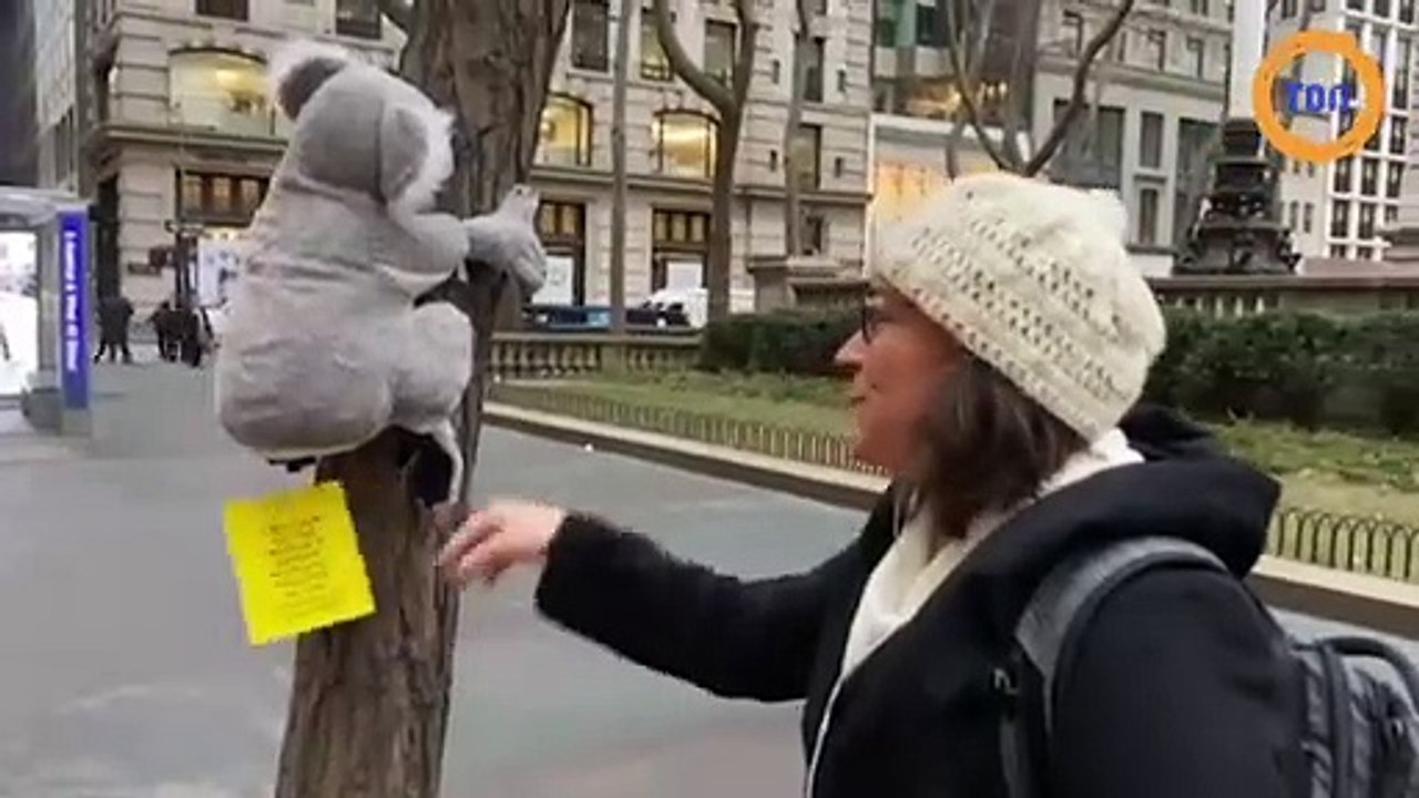 Des koalas en peluche envahissent les rues de New York