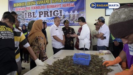 Emil Dardak, Berharap Banyak Calon Pada Pilbup Trenggalek