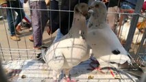 Biggest pigeon market in Mirpur Dhaka Bangladesh 2020