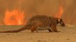 Australia’s bushfires devastate native wildlife population