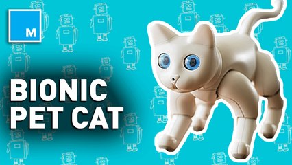 This bionic cat could be a purrfect companion — Strictly Robots