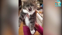 OMG-These-Cats-Can-Speak-English-I-Love-You-Im-Cold-MEOW-Language