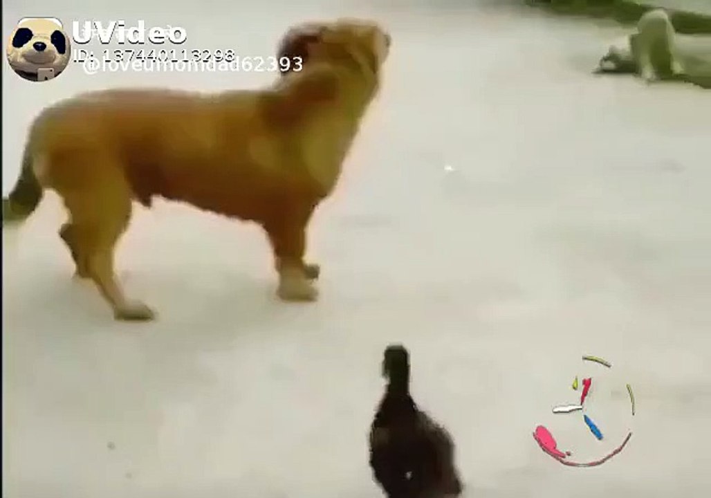Very Funny Video