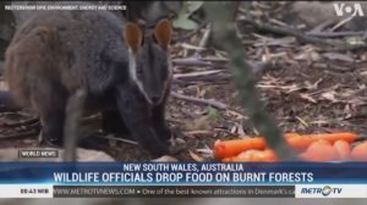 Wildlife Officials Drop Food on Burnt Forests