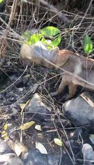 Helping a Dog with its Head Stuck