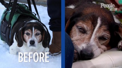 The Pups of People's 'Half Their Size: Dogs' Show Off Their New Looks