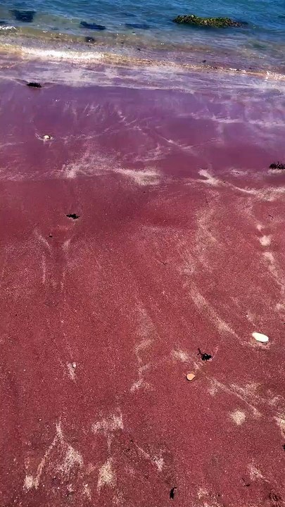 ARE PINK BEACHES REAL?