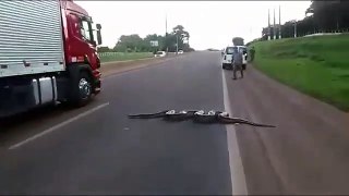 Traffic halts as Giant Anaconda Crosses Road in Brazil; Video Goes Viral __ GoVi