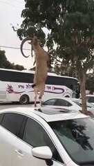 Ce bouc à trouvé le moyen d'attraper des fruits dans l'arbre... malin