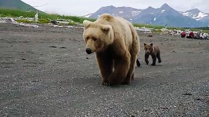 Des touristes se retrouvent face à une famille d'ours
