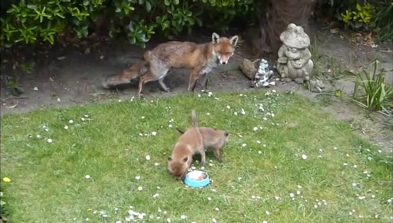 Il découvre une maman renard et ses 2 bébés dans son jardin... Trop mignon